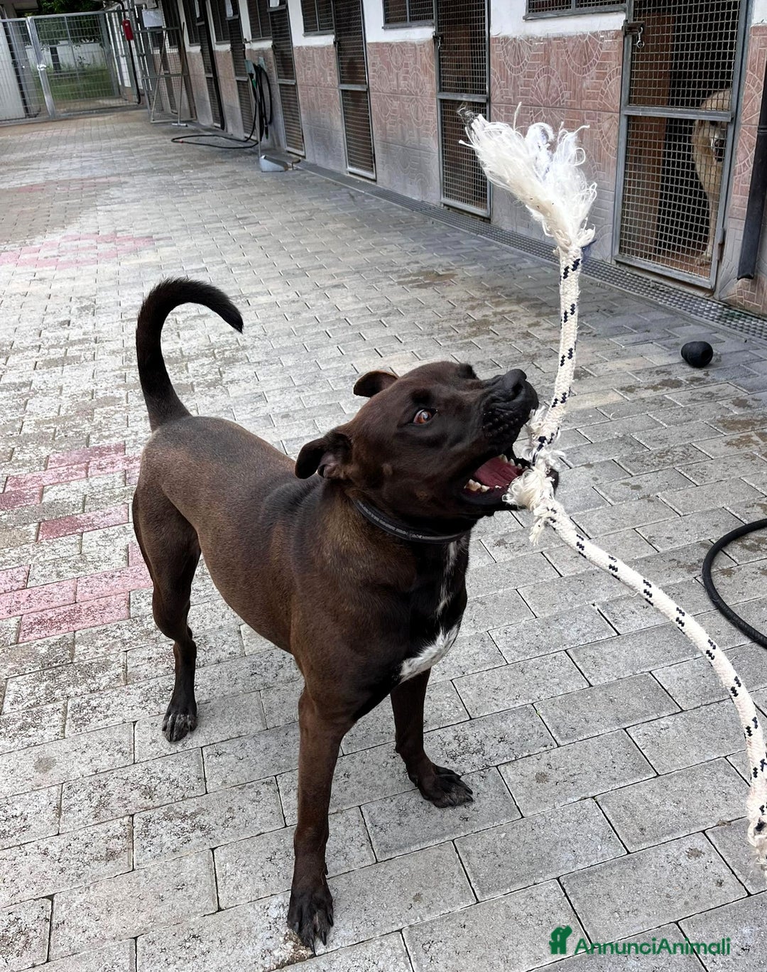Affenpinscher cani in regalo: NIGEL BELLISSIMO PIT - Annuncio 11