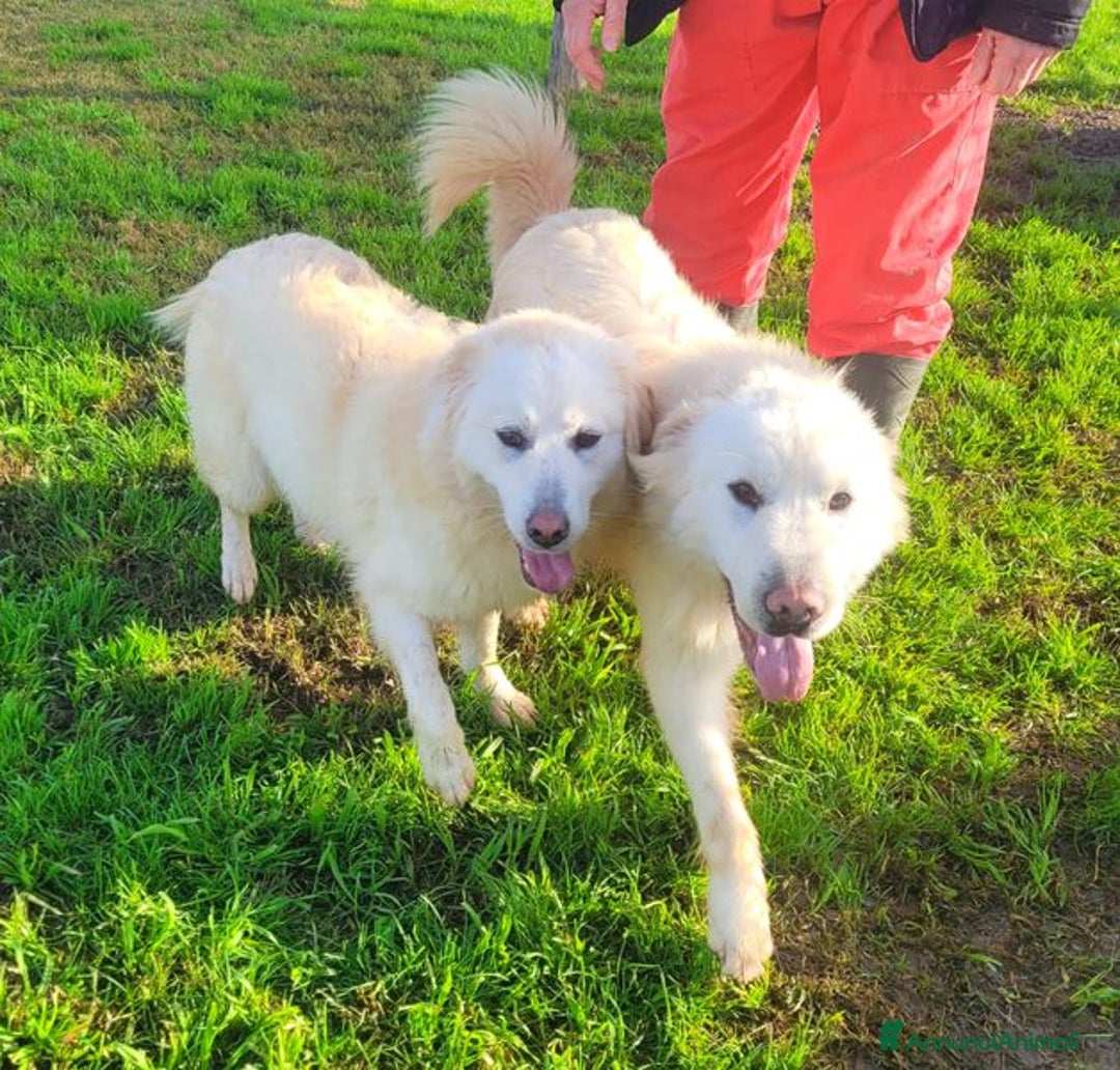 Pastore Maremmano cani in regalo: Lucilla cucciolona di pastore maremmano - Annuncio 3