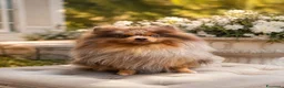 Volpino Pomerania cani per accoppiamento: Spitz di Pomerania lilac merle and tan - Annuncio 1