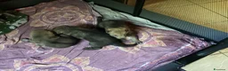 Lupo Cecoslovacco cani in vendita: Lupo cecoslovacco cuccioli - Annuncio 7