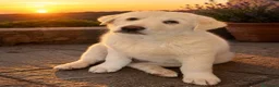 Labrador cani in regalo: Palmina dolcezza e potenza allo stato puro  - Annuncio 1