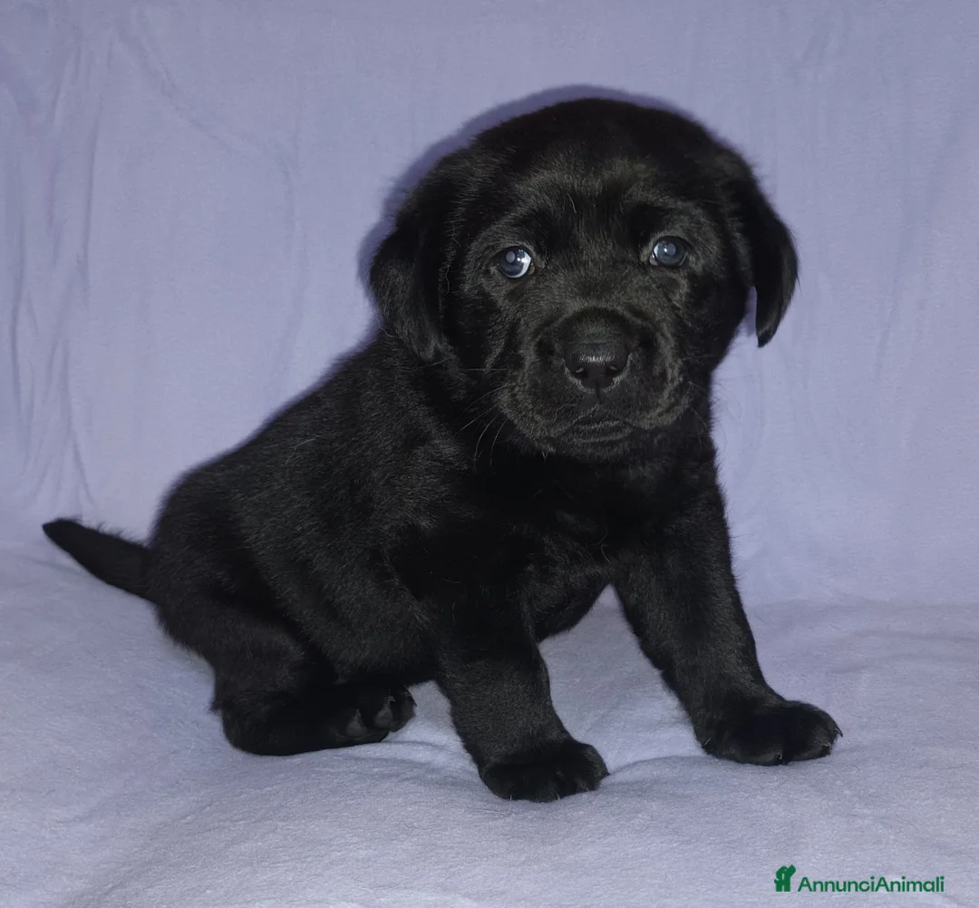 Labrador cani in vendita: Cuciola labrador a Provincia di Lucca - Annuncio 1
