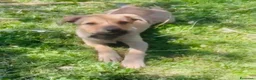 Meticcio cani in regalo: Cucciole femmine 4 mesi - Annuncio 3