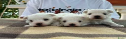 Maltese cani in vendita: Cuccioli di Maltese con pedigree ENCI - Annuncio 4