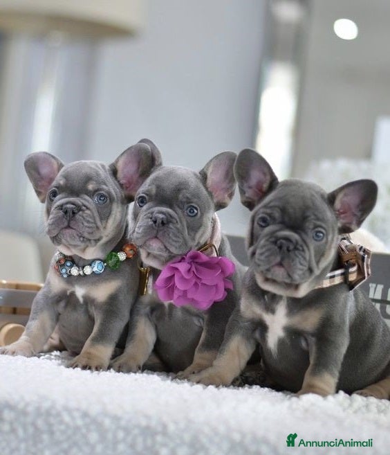 Bulldog Francese cani Bouledogue &amp; bulldog francese a Provincia di Como - Annuncio 11