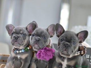 Bulldog Francese cani Bouledogue & bulldog francese a Provincia di Como - Annuncio 10