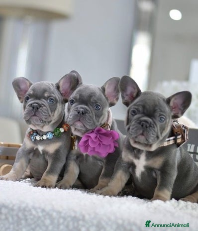 Bulldog Francese cani a Provincia di Como - Annuncio 13