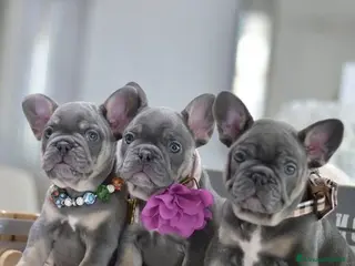 Bulldog Francese cani Bouledogue & bulldog francese a Provincia di Como - Annuncio 3