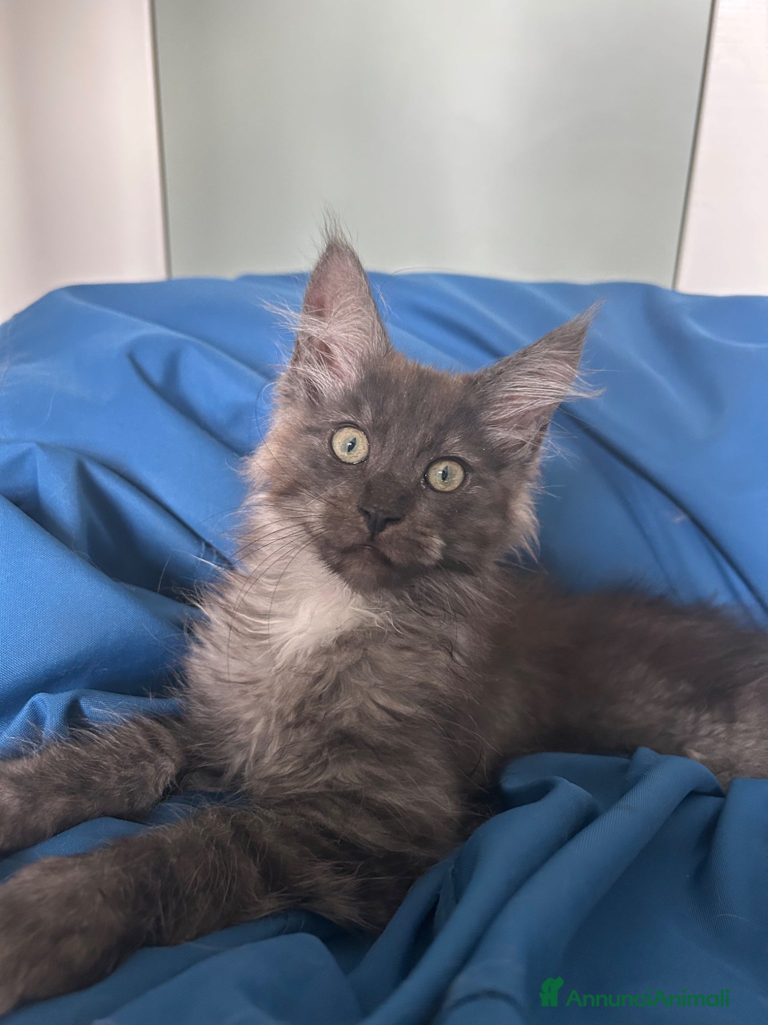Maine Coon gatti in vendita: Maine Coon black smoke  - Annuncio 4