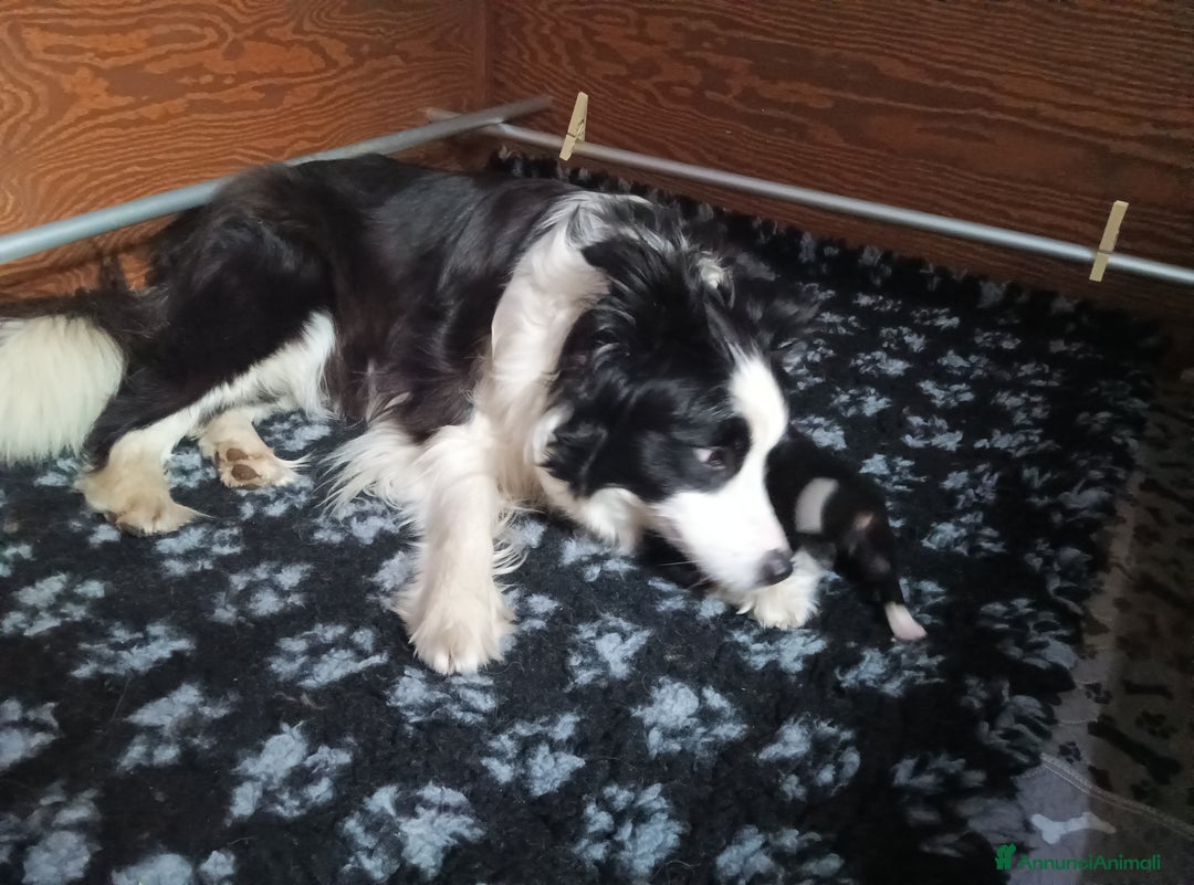 Border Collie cani in vendita: Cuccioli Border Collie a Città Metropolitana di Torino - Immagine 7