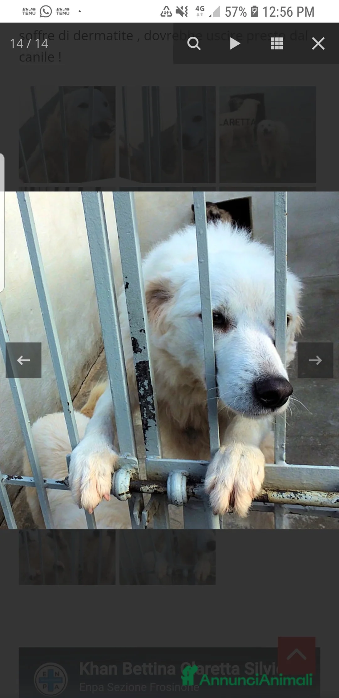 Meticcio cani in regalo: ADOZ.DEL💔:abband.a3mesi,vive su cemento,buona aff - Annuncio 8