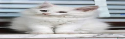 Maine Coon gatti in vendita: Maine Coon femmina  - Annuncio 10
