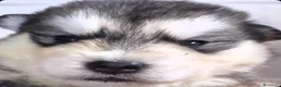 Alaskan Malamute cani in vendita: Alaskan Malamute cuccioli  - Annuncio 3