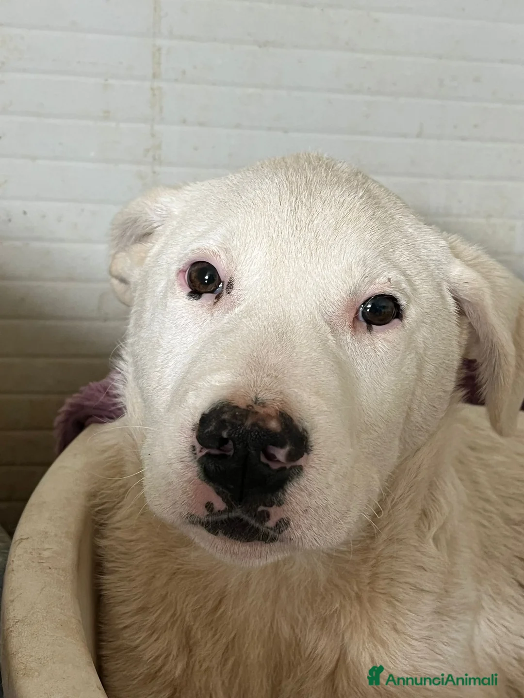 Meticcio cani in regalo: Cucciolo in canile  - Annuncio 2