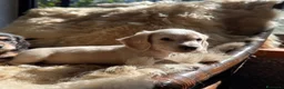 Bassotto cani in vendita: bassotti pelo lungo color crema - Annuncio 4