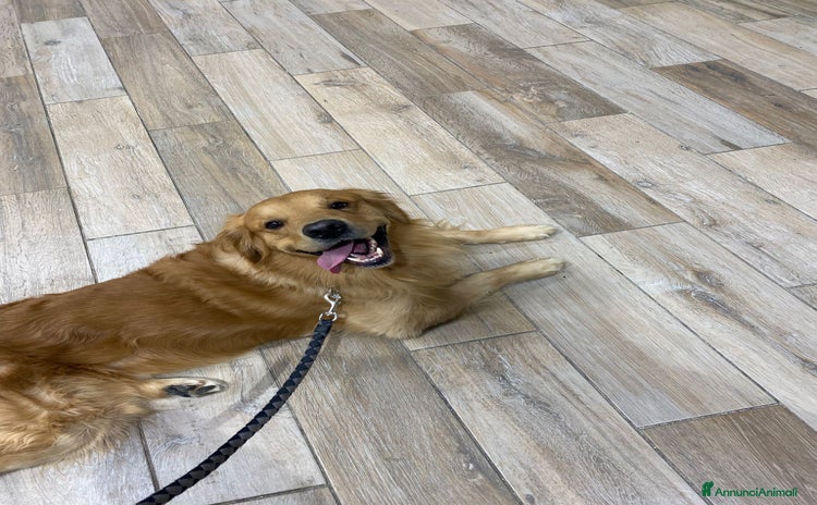 Golden Retriever cani a Provincia di Caserta - Annuncio 8