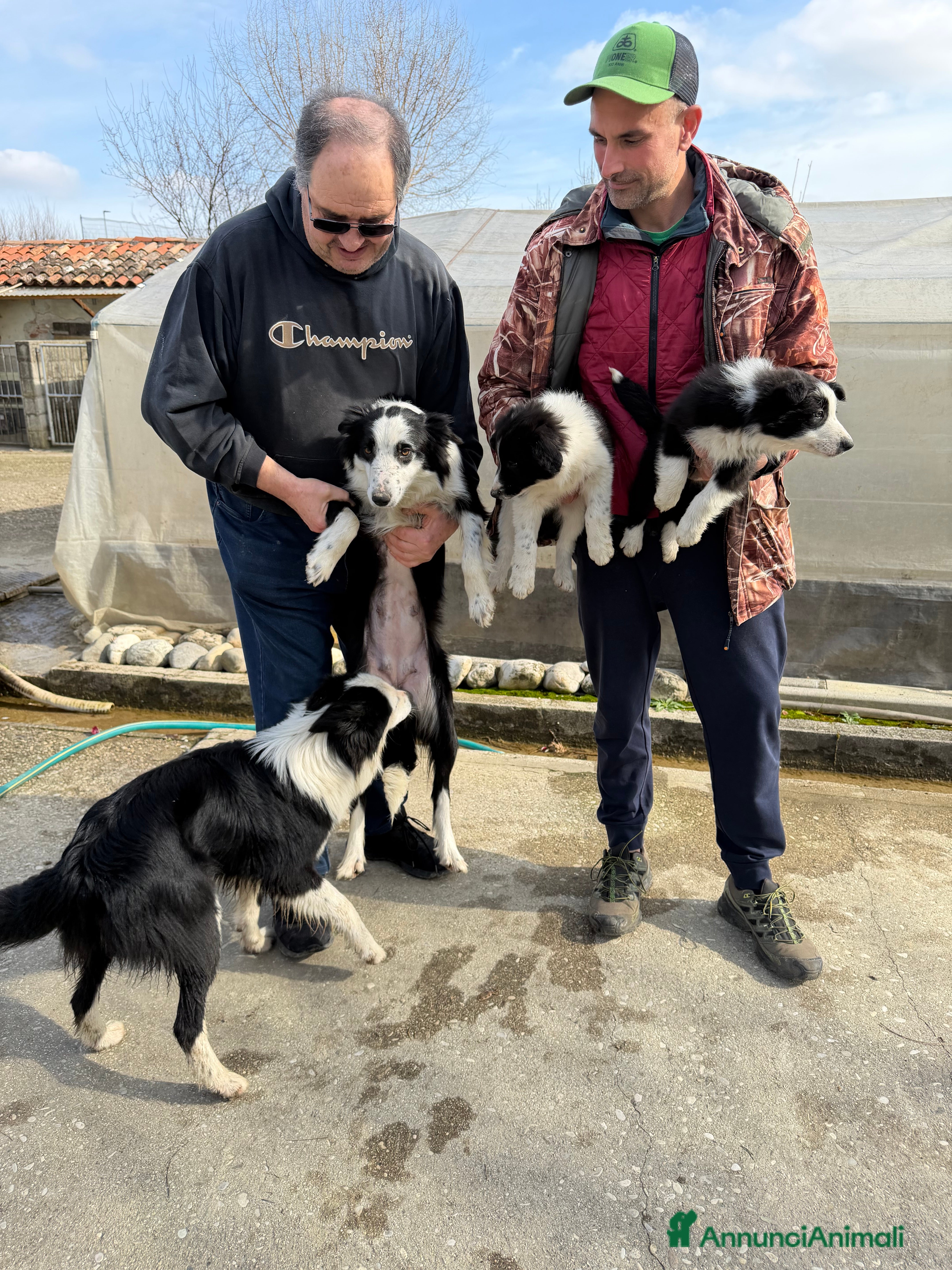 Border Collie cani Cuccioli di Border Collie  - Annuncio 2