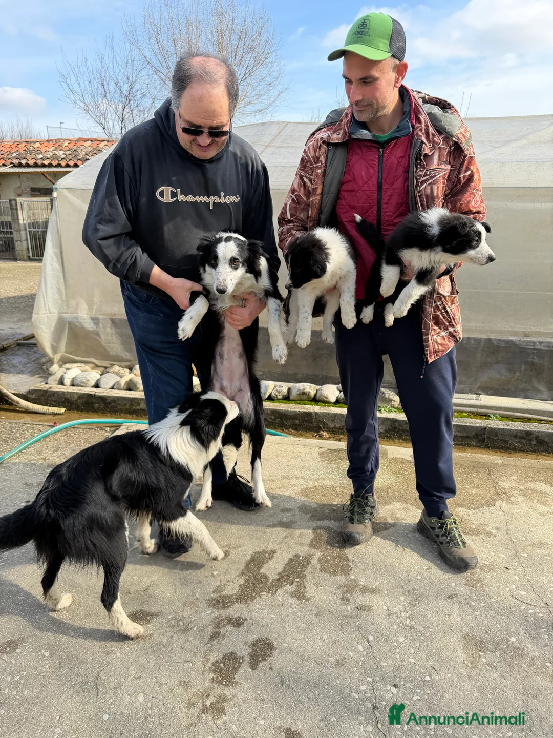 Border Collie cani in vendita: Cuccioli di Border Collie  - Annuncio 1