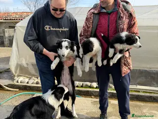 Border Collie cani Cuccioli di Border Collie - Annuncio 2