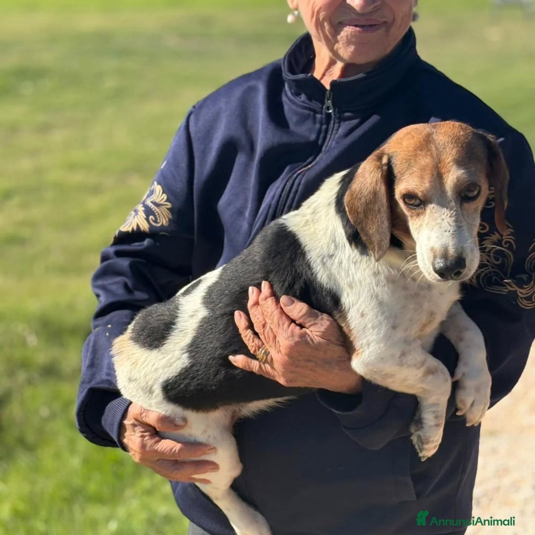 Altre razze cani in regalo: Giulio incrocio beagle jack russell cerca casa - Immagine 2