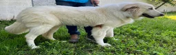 Meticcio cani in regalo: RAMBO MAREMMANO - Annuncio 3