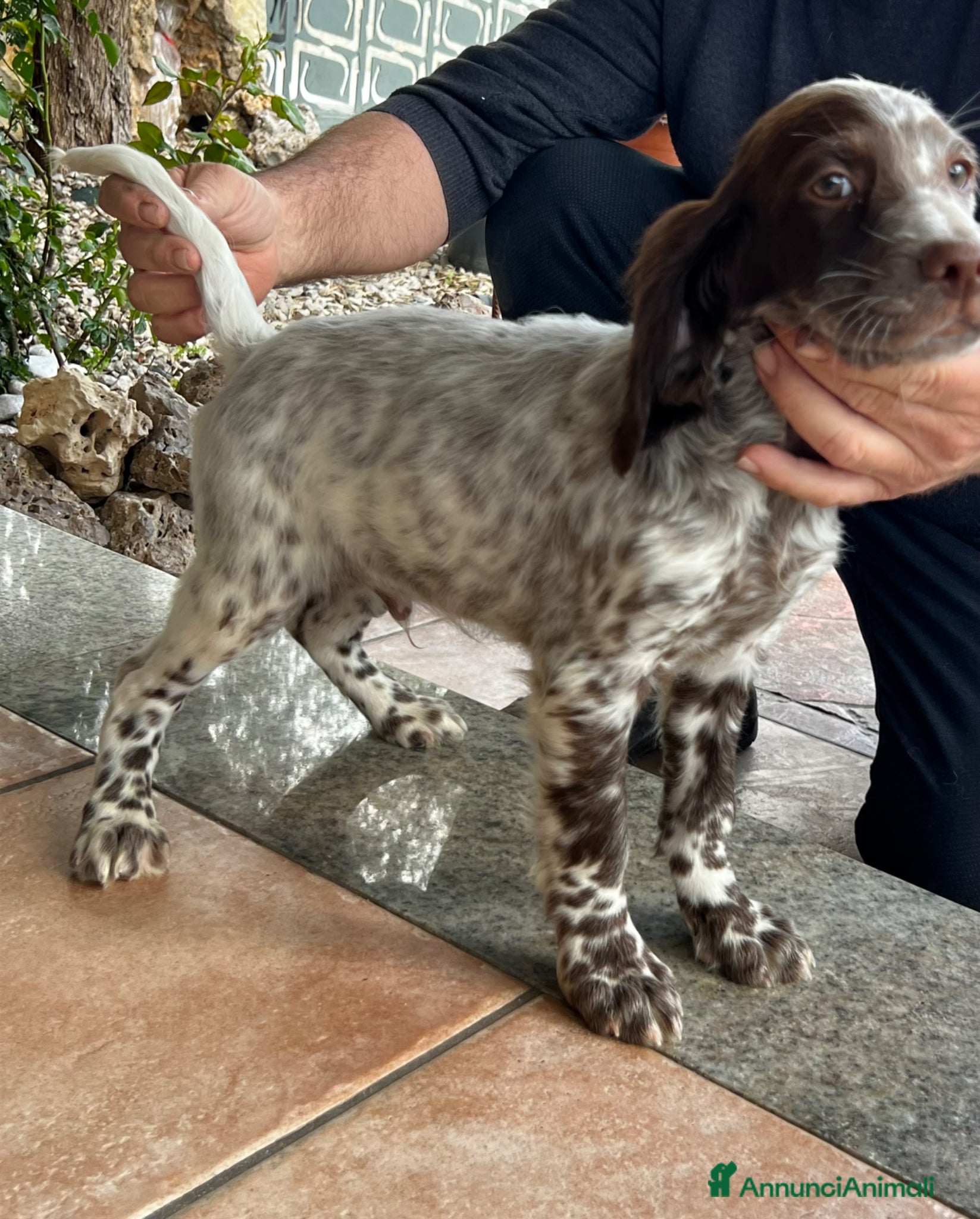 Setter Inglese cani in vendita: Setter inglese  - Annuncio 4