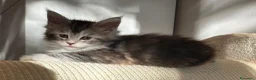 Maine Coon gatti in vendita: Maine Coon con pedigree  - Annuncio 7