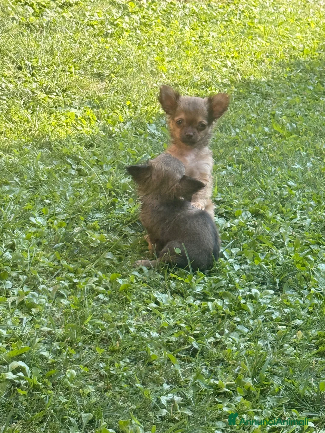 Chihuahua cani in vendita: Cucciolo di chihuahua - Annuncio 2