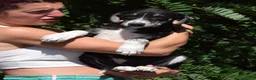 Meticcio cani in regalo: CILIEGIA E TOBY, - Annuncio 3