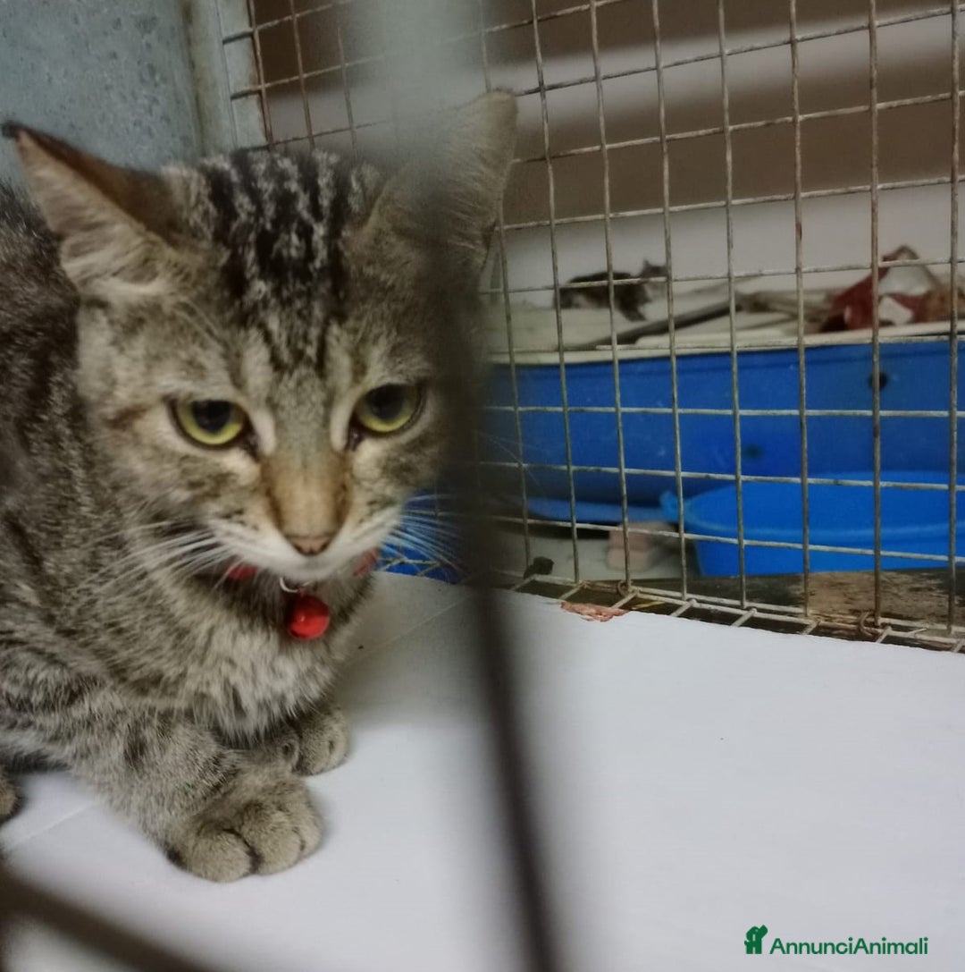 Europeo gatti in regalo: MICETTA SUPER AFFETTUOSA - Annuncio 2