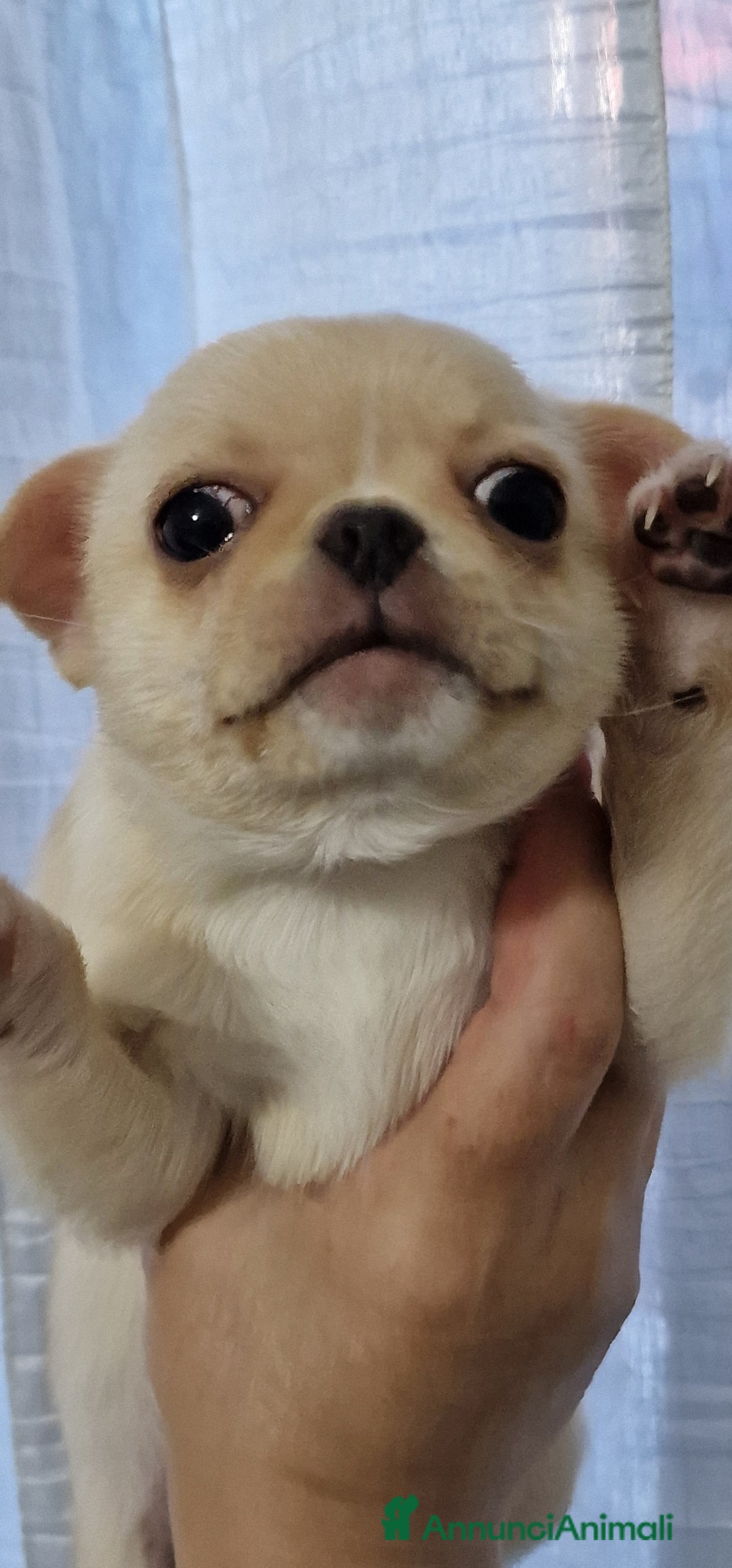 Chihuahua cani in vendita: Chihuahua maschietto - Immagine 9