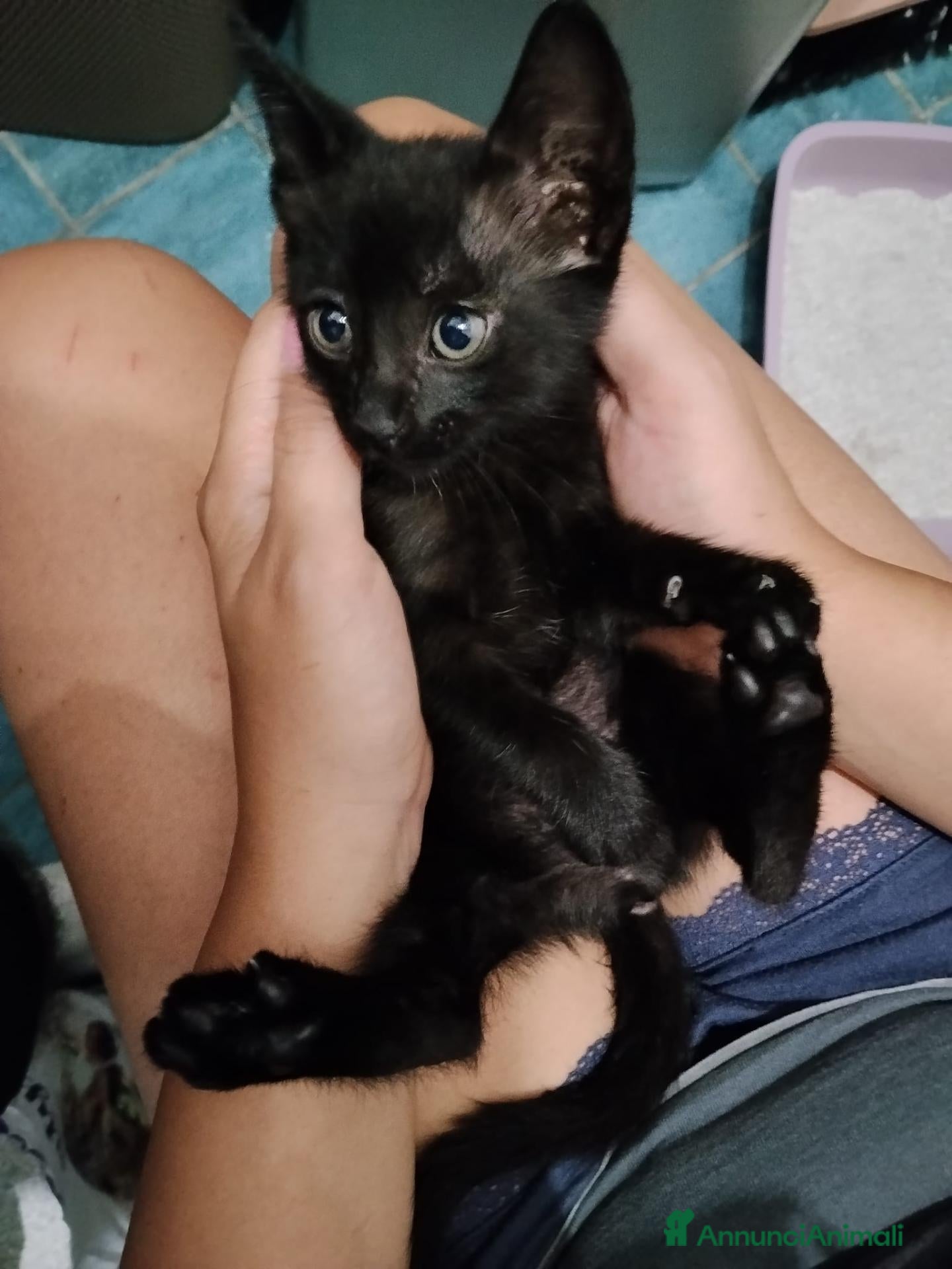 Meticcio gatti REGALO - Gattina cerca casa, NAPOLI - Annuncio 4