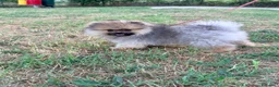 Spitz cani in vendita: Spitz tedesco nano a Provincia di Ancona - Annuncio 8