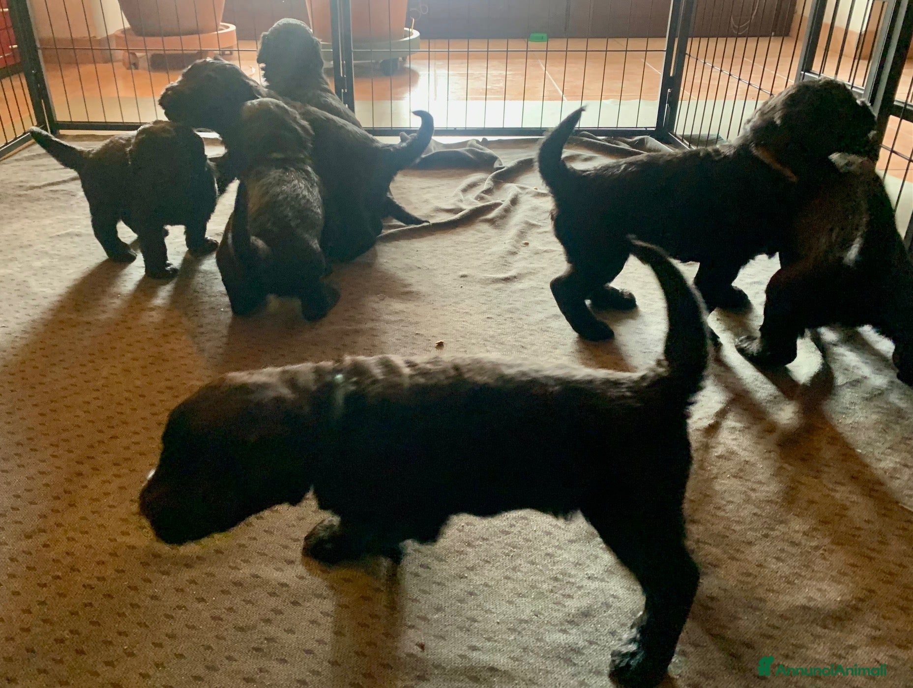 Terrier Nero Russo cani Disponibili cuccioli di Terrier Nero Russo - Annuncio 1