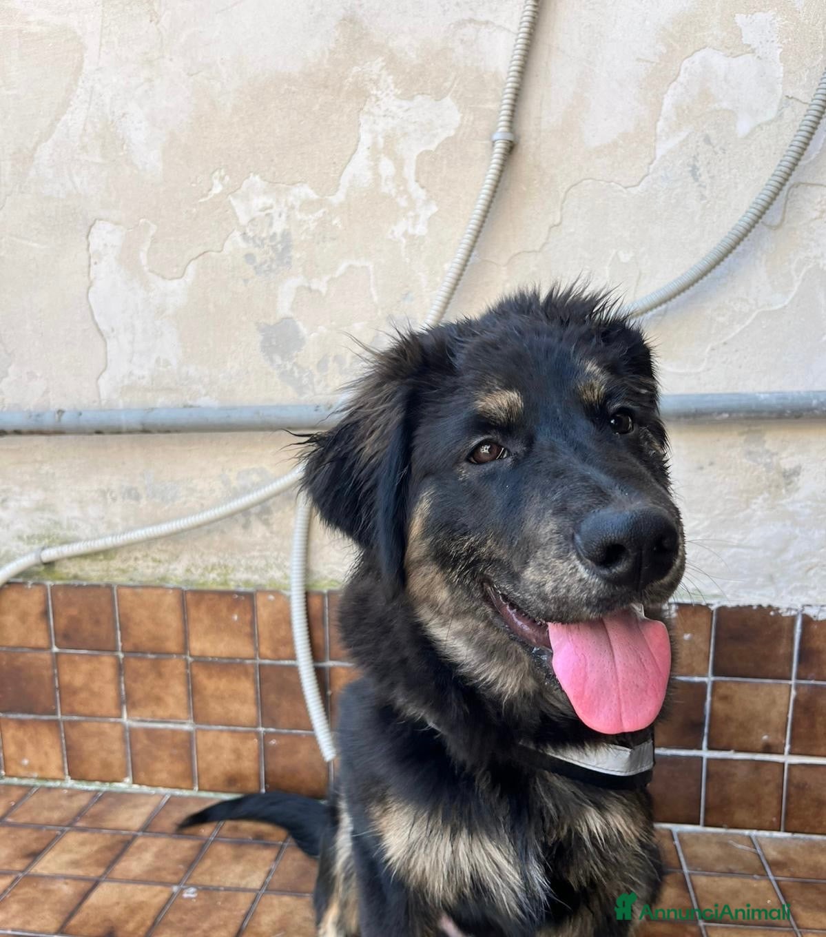 Meticcio cani Simba Cane taglia medio-grande pastore tedesco  - Annuncio 1