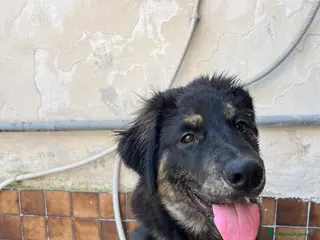 Meticcio cani Simba Cane taglia medio-grande pastore tedesco - Annuncio 1
