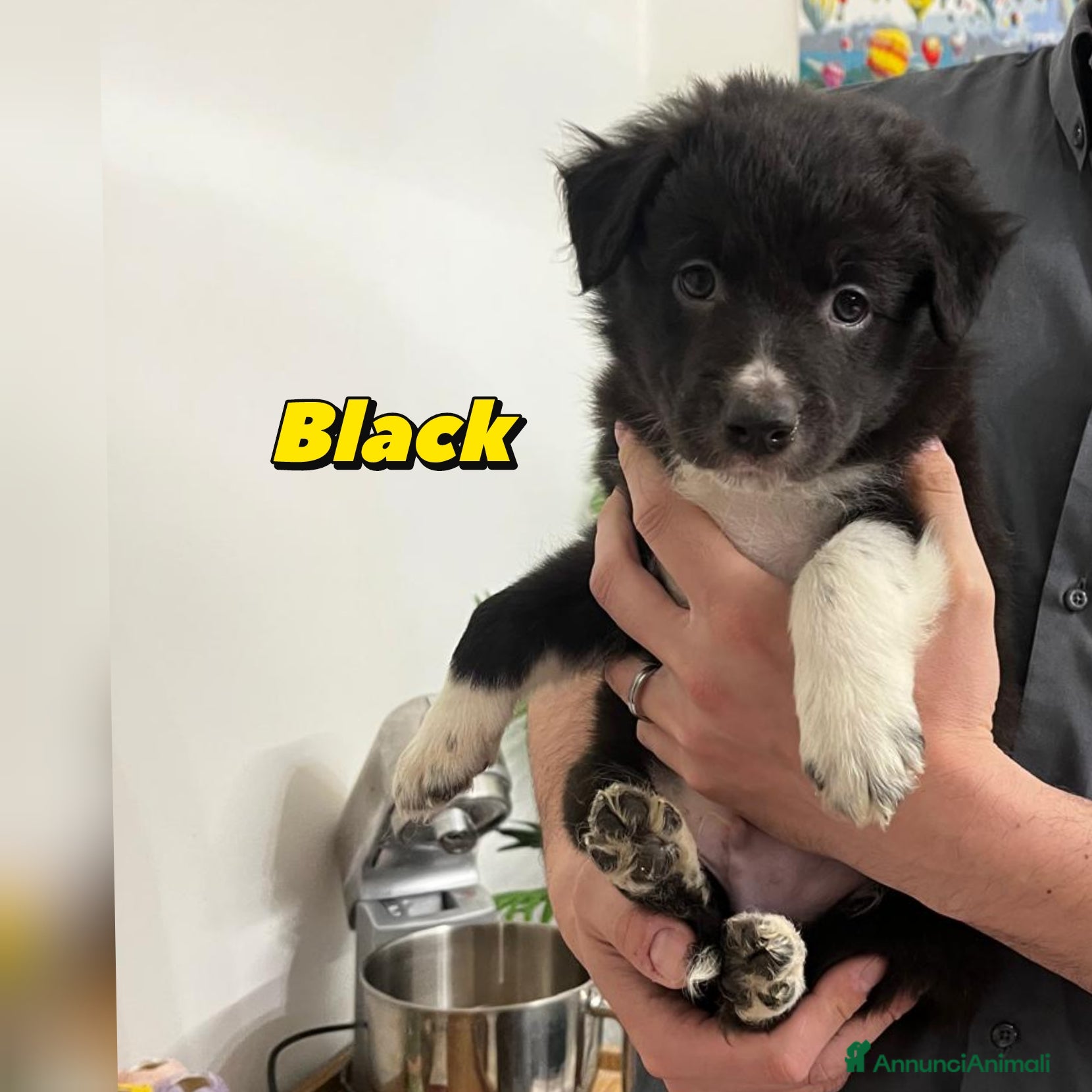 Border Collie cani in vendita: Cuccioli di Border collie  - Annuncio 5