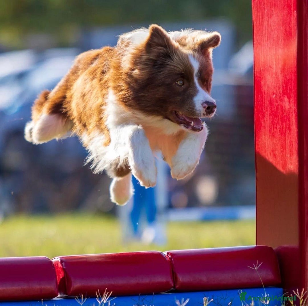 Border Collie cani in vendita: Border collie  - Annuncio 6