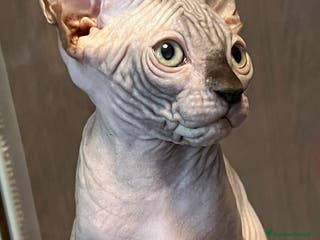 Sphynx gatti Sphynx a Città metropolitana di Roma Capitale - Annuncio 31