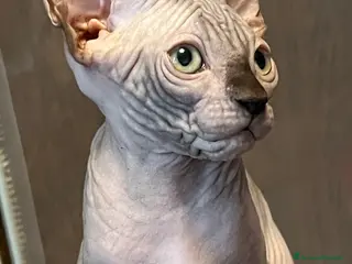 Sphynx gatti Sphynx a Città metropolitana di Roma Capitale - Annuncio 22