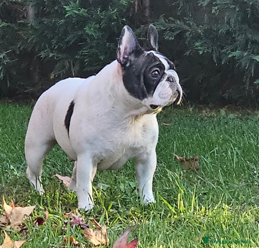 Bulldog Francese cani in vendita: Cucciola di bulldog francese - Annuncio 5