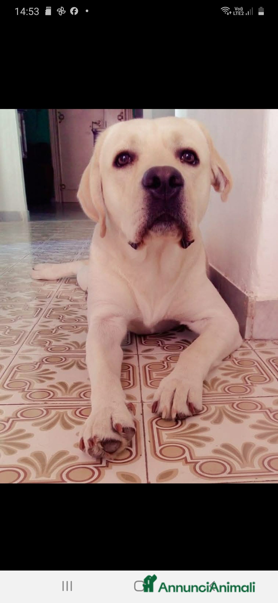 Labrador cani Labrador Retriever in regalo - Annuncio 5