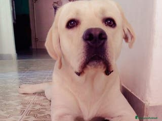 Labrador cani Labrador Retriever in regalo - Annuncio 20