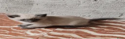 Siamese gatti in vendita: Micetto siamese - Annuncio 6
