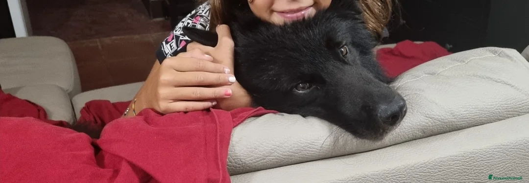 Pastore Belga cani in regalo: wiski - Annuncio 2