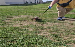 Bassotto cani in vendita: Bassotto maschio  kaninken 3 mesi e mezzo - Immagine 4