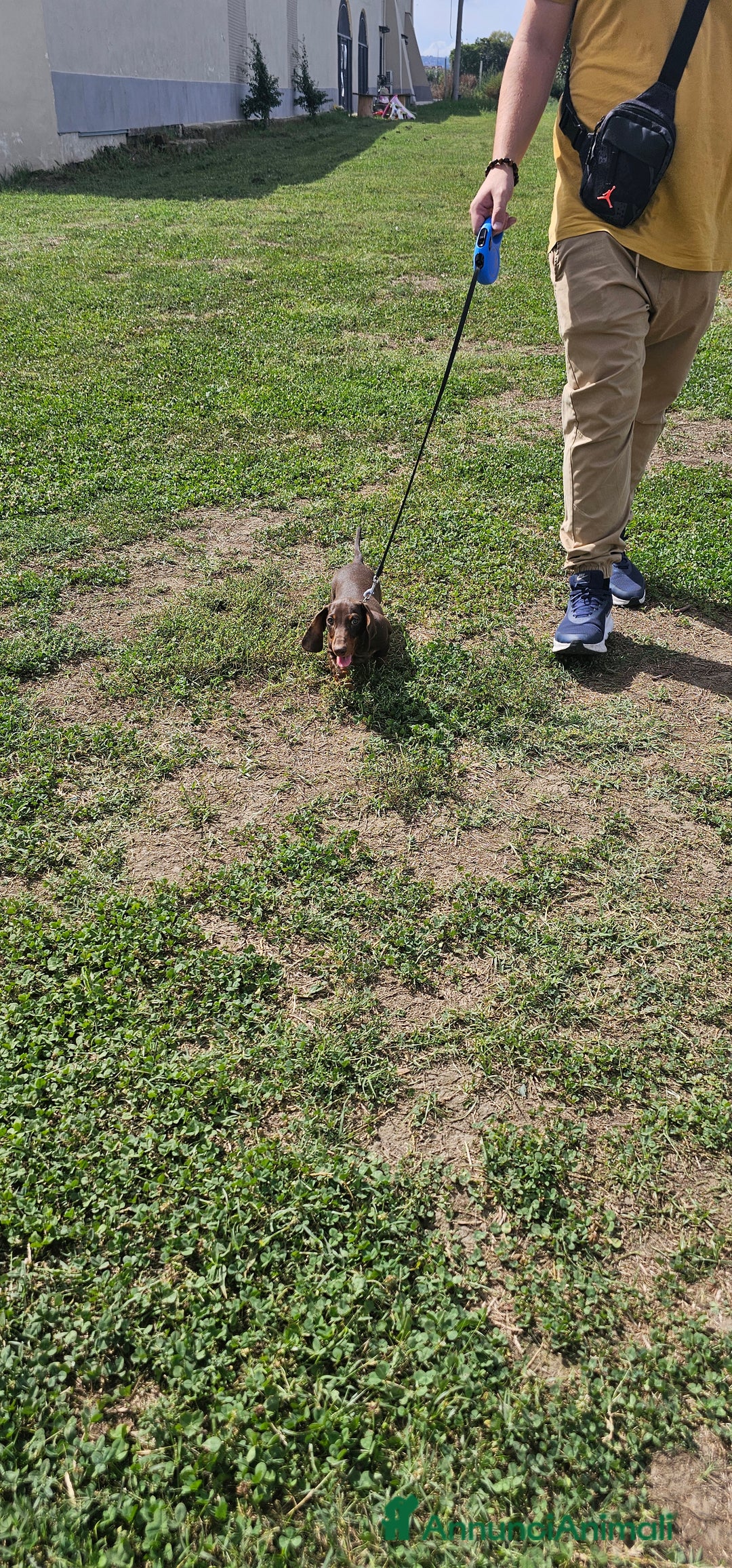 Bassotto cani in vendita: Bassotto maschio  kaninken 3 mesi e mezzo - Immagine 4