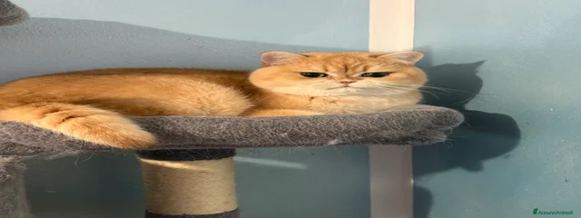 Nazar Zolotoi Zamok 