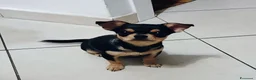 Chihuahua cani in vendita: Chihuahua pedigree ENCI  - Annuncio 5