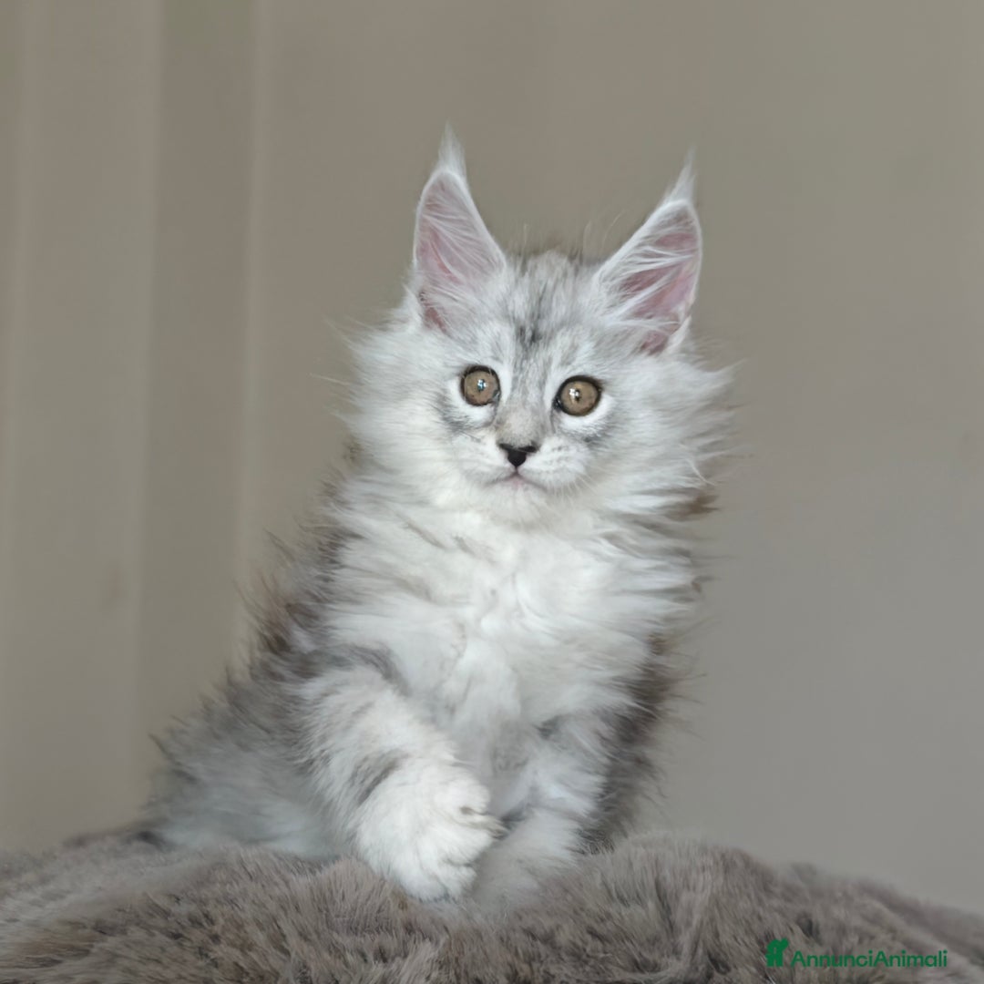 Maine Coon gatti in vendita: 6Cuccioli di MaineCoon con WCF - Immagine 7